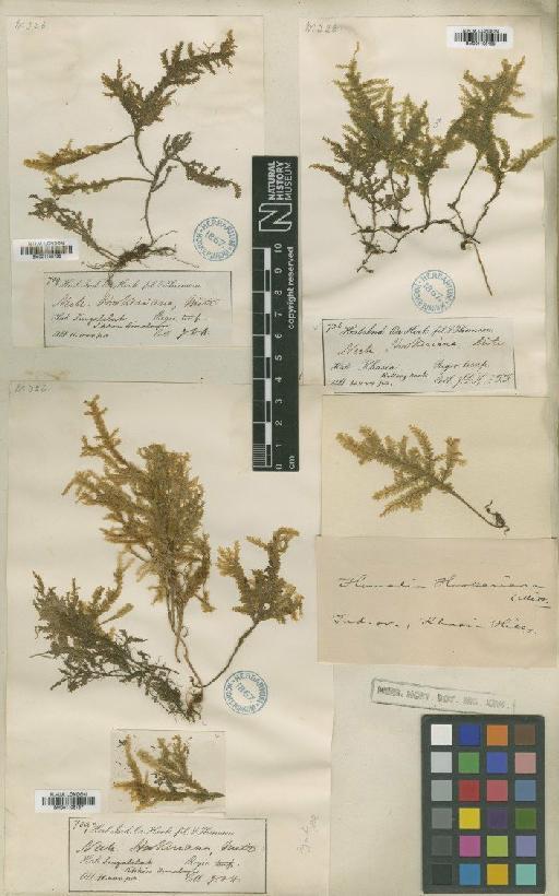 Homaliodendron montagneanum (Müll.Hal.) M.Fleisch. - BM001108137_a