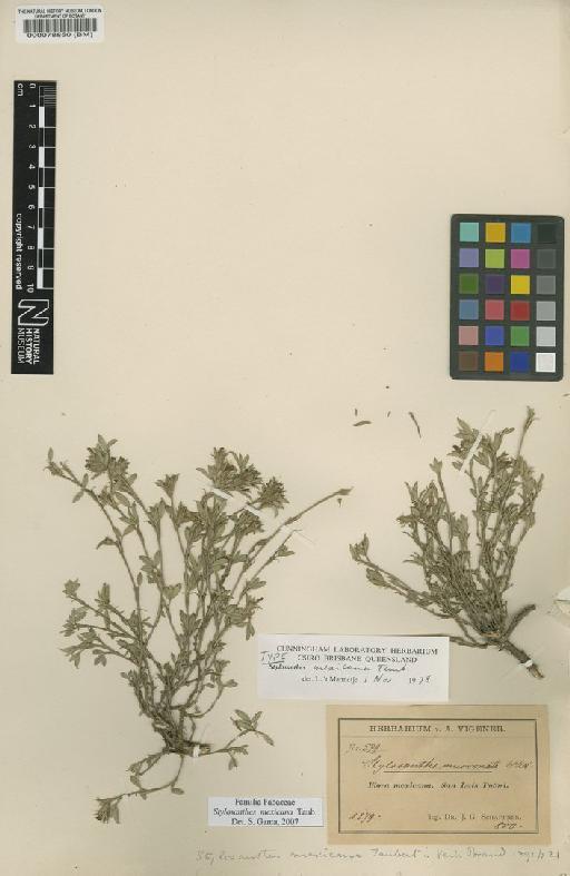 Stylosanthes mexicana Taub. - BM000078850