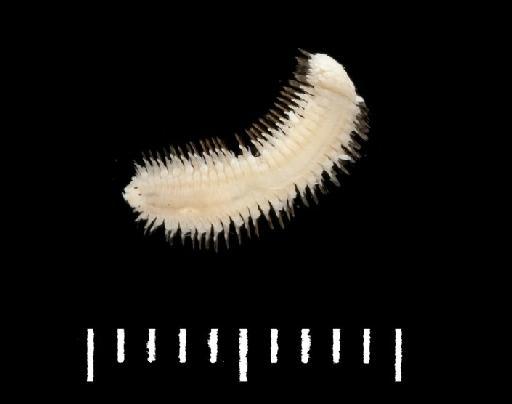 Malmgreniella dicirra Hartman, 1967 - Polychaete type specimen 1986.57 dorsal