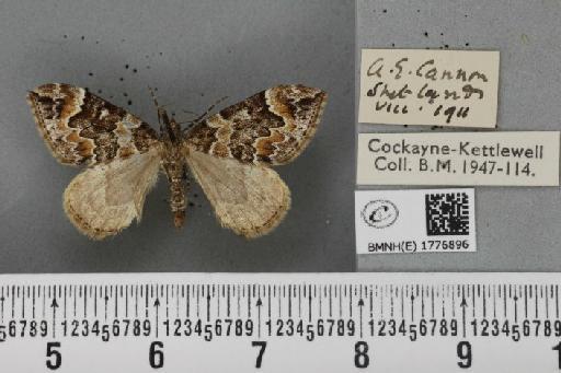 Dysstroma citrata pythonissata (Milliere, 1870) - BMNHE_1776896_353596