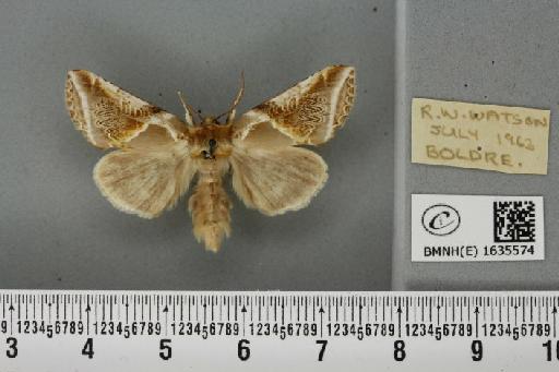 Habrosyne pyritoides (Hufnagel, 1766) - BMNHE_1635574_202007