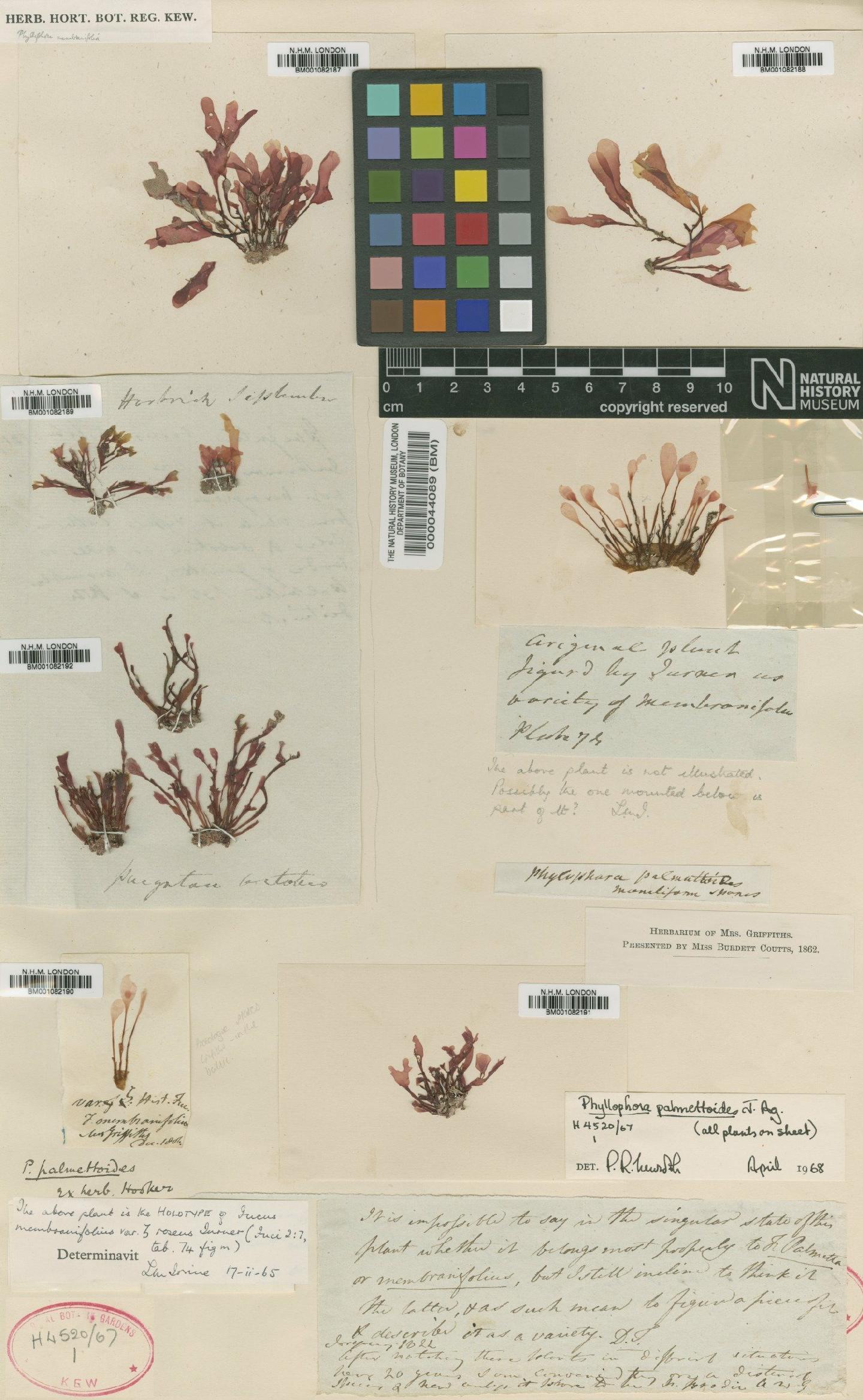 To NHMUK collection (Phyllophora sicula (Kütz.) Guiry & L.M.Irvine; Holotype; NHMUK:ecatalogue:2302147)