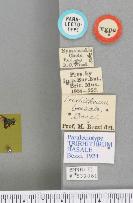 Trirhithrum basale Bezzi, 1924 - BMNHE_533061_label_27089