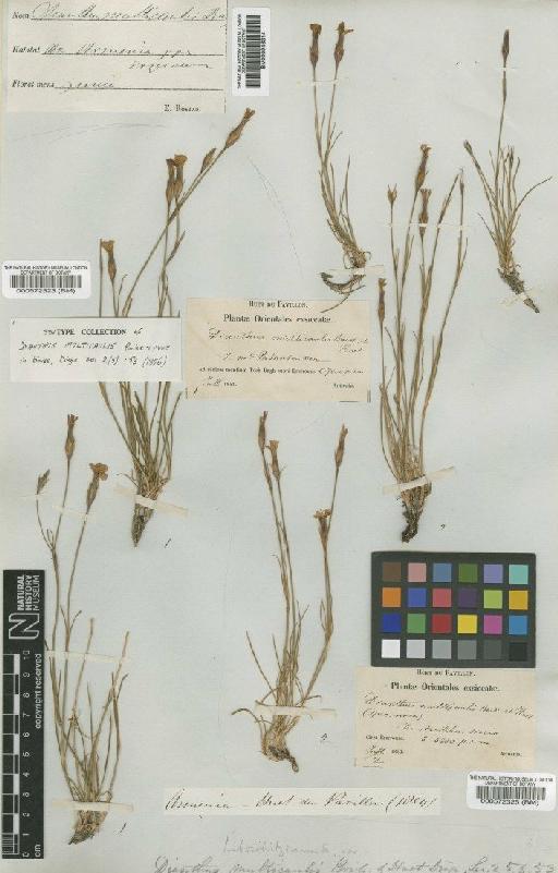 Dianthus multicaulis Boiss. & Huet. - BM000572323