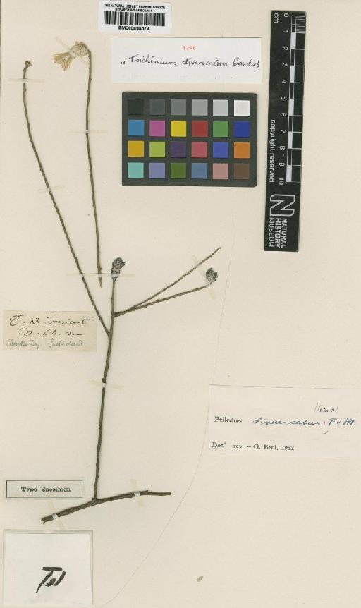Ptilotus divaricatus (Gaudich.) F.Muell. - BM000895574