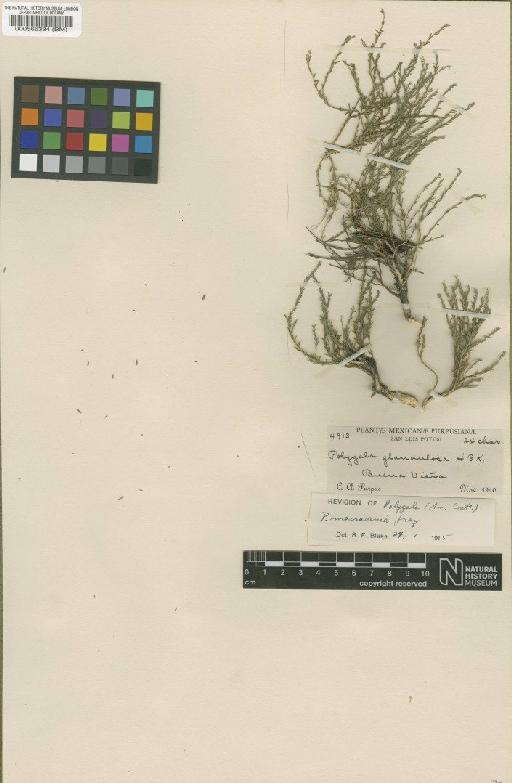 Polygala macradenia var. glanduloso-pilosa (Chodat) S.F.Blake - BM000566334