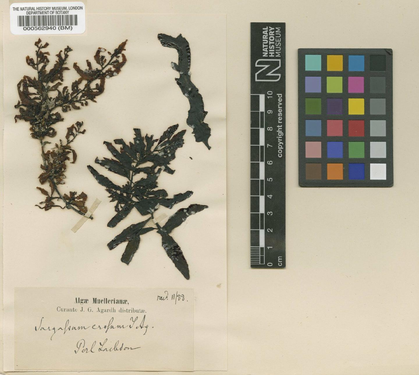 To NHMUK collection (Sargassum erosum J.Agardh; TYPE; NHMUK:ecatalogue:4722466)