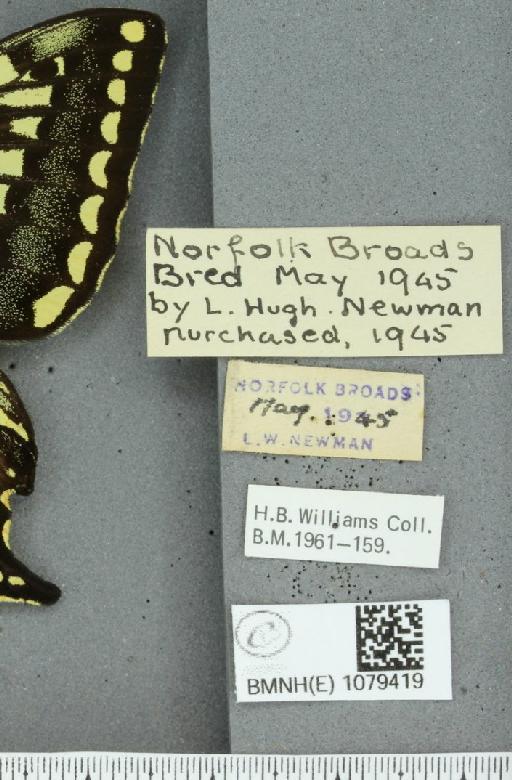 Papilio machaon britannicus Seitz, 1907 - BMNHE_1079419_label_64800