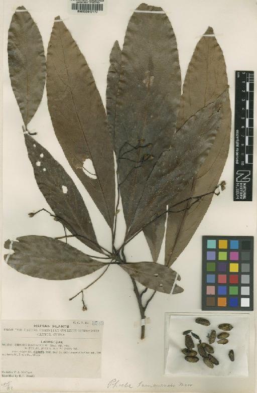 Phoebe hainanensis Merr. - BM000617177