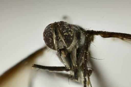 Cordyligaster fuscipennis (Macquart, 1851) - Cordyligaster fuscipennis LT anterior