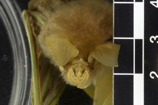 Rhinolophus cornutus pumilus K. Andersen, 1905 - 1902_10_7_18-Rhinolophus_cornutus_pumilus-Holotype-Noseleaf-dorsal