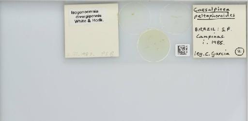 Isogonoceraia divergipennis White & Hodkinson, 1980 - 013482940_117198_1146273_157792_NonType_result