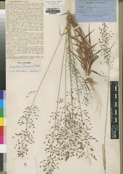 Eragrostis microsperma Rendle - BM000922996