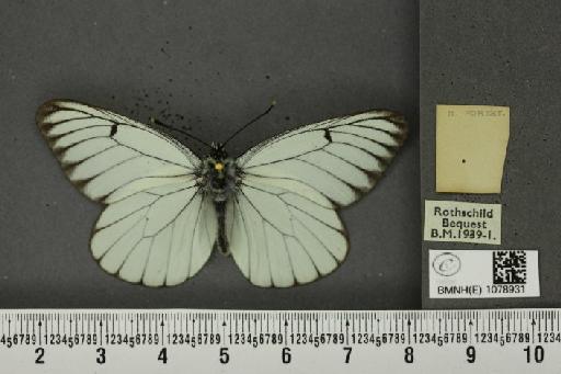 Aporia crataegi (Linnaeus, 1758) - BMNHE_1078931_69971