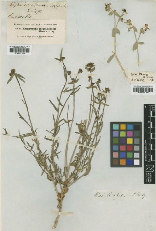 Euphorbia heteradena Jaub. & Spach - BM000951565