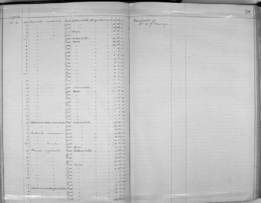 Oenanthe monticola albipileata (Bocage, 1867) - Zoology Accessions Register: Aves (Skins): 1906 - 1908: page 38