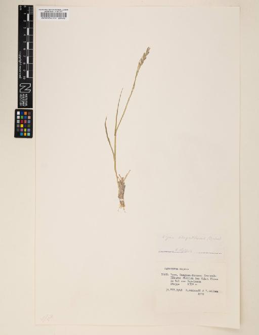 Elymus repens subsp. elongatiformis (Drobow) Melderis - 000064131