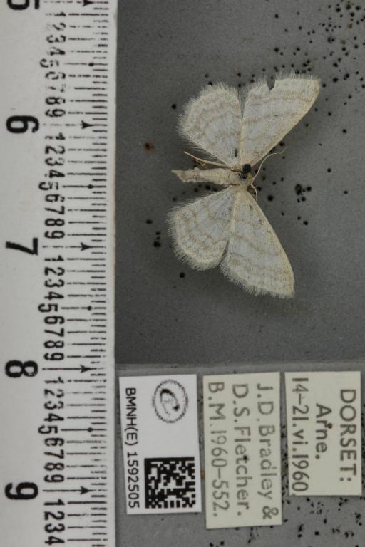 Idaea subsericeata (Haworth, 1809) - BMNHE_1592505_263503