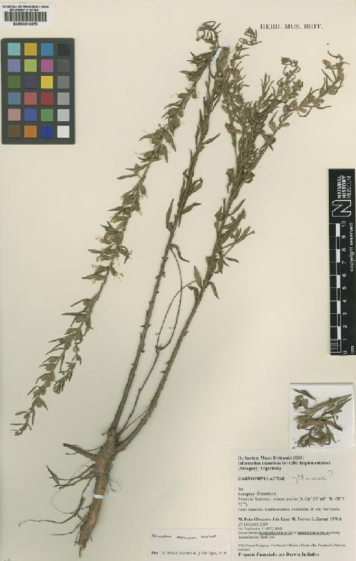 Caryophyllaceae Juss. - BM000816079