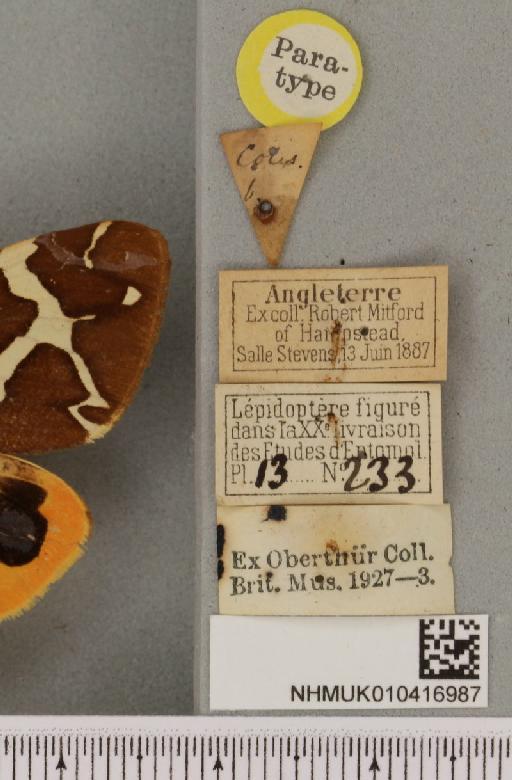 Arctia caja ab. consolidata Cockayne, 1947 - NHMUK_010416987_label_529405