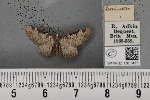 Eupithecia insigniata insigniata (Hübner, 1790) - BMNHE_1811425_388504