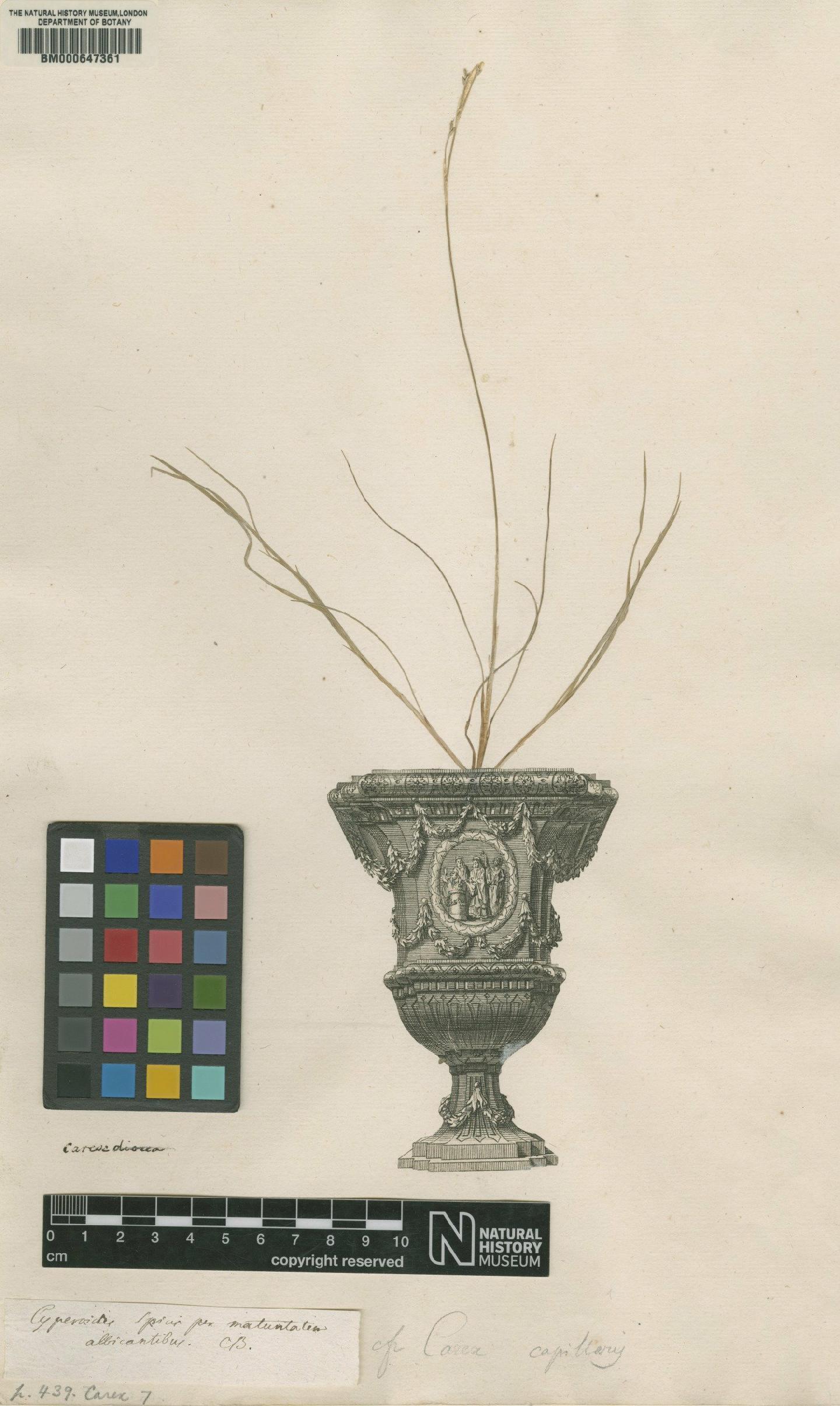 To NHMUK collection (Carex L.; NHMUK:ecatalogue:4704143)