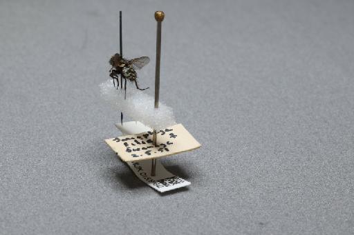 Sarcophaga (Myorhina) nigriventris Meigen, 1826 - 015091642_additional_2