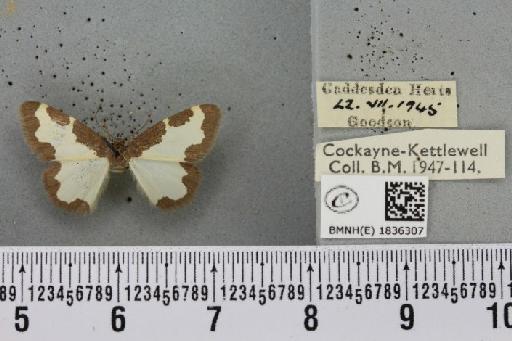 Lomaspilis marginata (Linnaeus, 1758) - BMNHE_1836307_410921