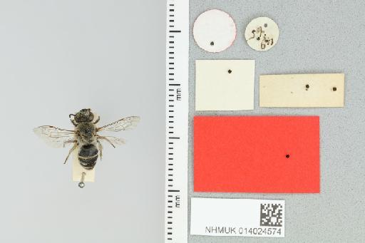 Colletes canescens Smith, F., 1853 - 014024574_additional