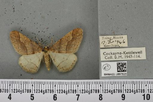 Agriopis marginaria ab. signata Lempke, 1952 - BMNHE_1897829_464889