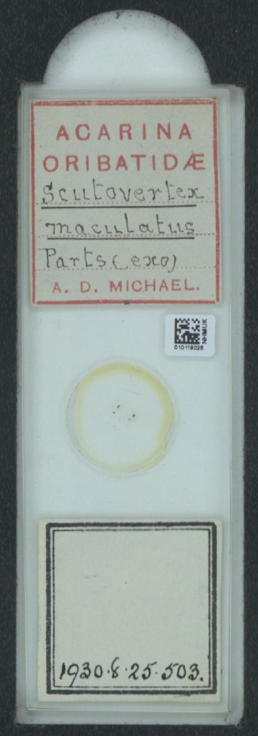Scutovertex maculatus A.D. Michael, 1882 - 010119026_128156_1585179