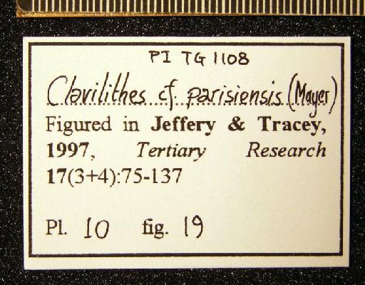 Clavilithes parisiensis (Mayer-Eymar, 1877) - TG 1107. Clavilithes cf. parisiensis (label-3)
