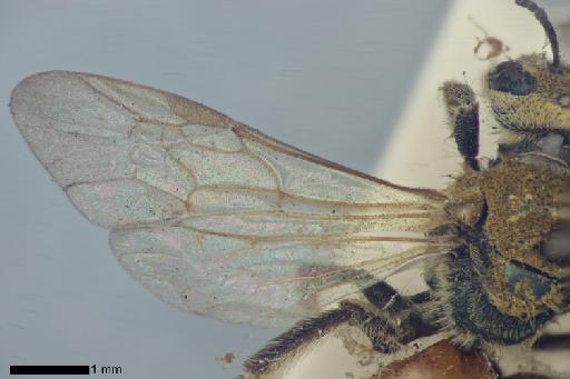 Augochlora aspasia Smith, F., 1879 - Augochlora_aspasia-NHMUK010265369-type-female-wings_left-dorsal-2_0x