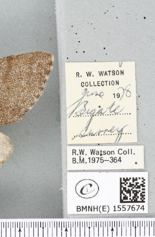 Calliteara pudibunda (Linnaeus, 1758) - BMNHE_1557674_label_255144