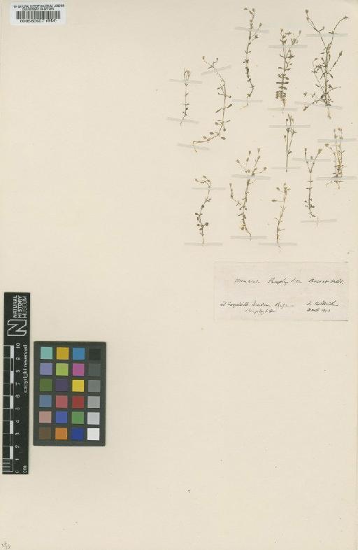Arenaria pamphylica Boiss. & Heldr. - BM000583697
