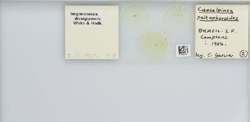 Isogonoceraia divergipennis White & Hodkinson, 1980 - 013482939_117198_1146273_157792_NonType_result