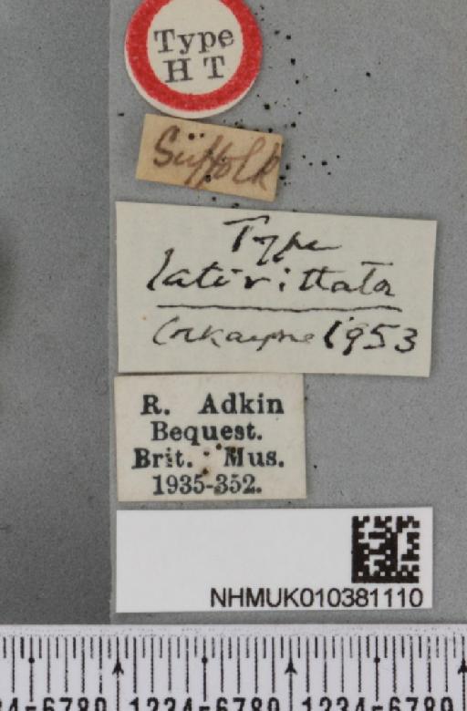 Aspitates ochrearia ab. lativittata Cockayne, 1953 - NHMUK_010381110_label_503347
