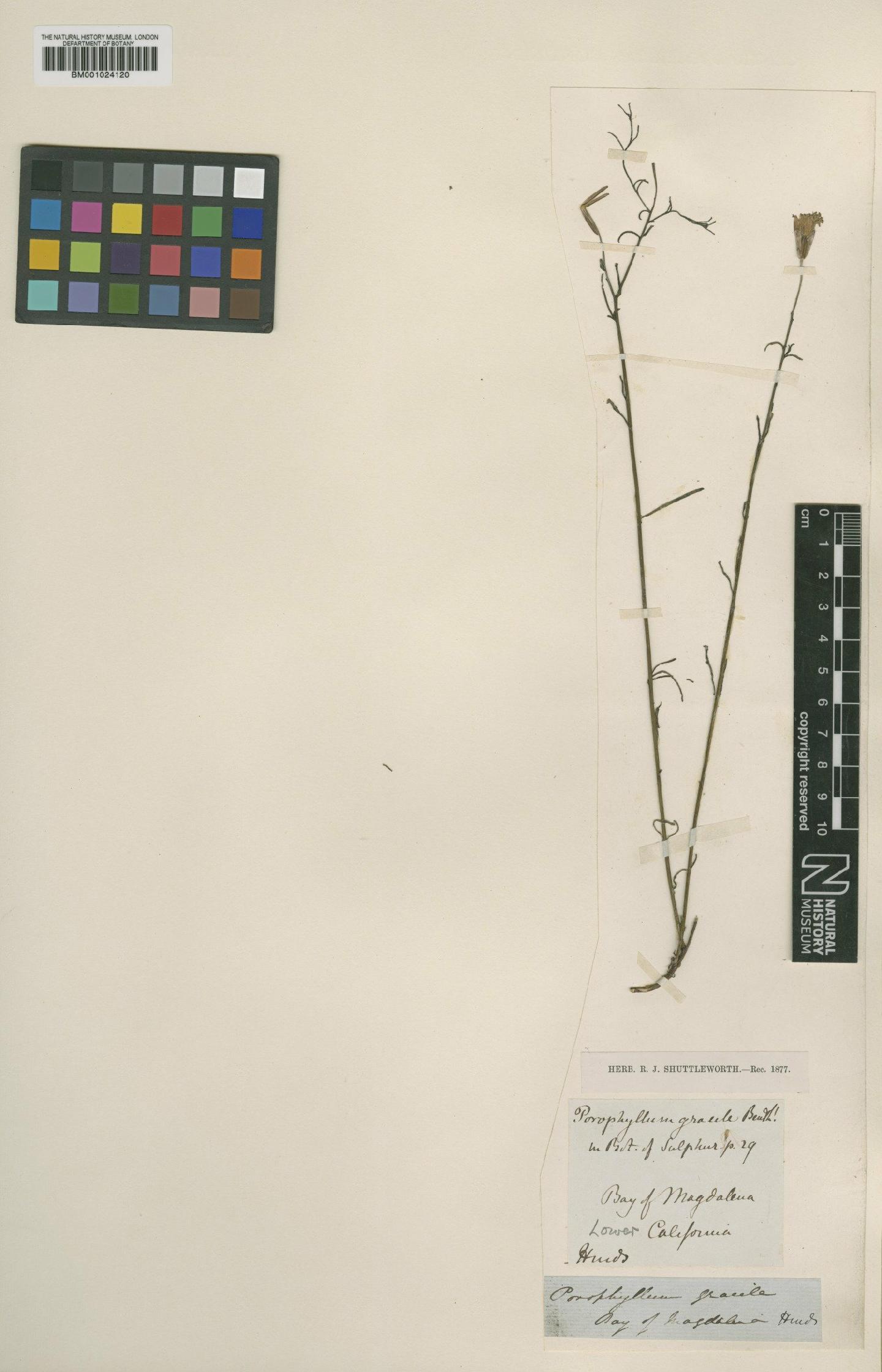To NHMUK collection (Porophyllum gracile Benth.; Type; NHMUK:ecatalogue:622874)