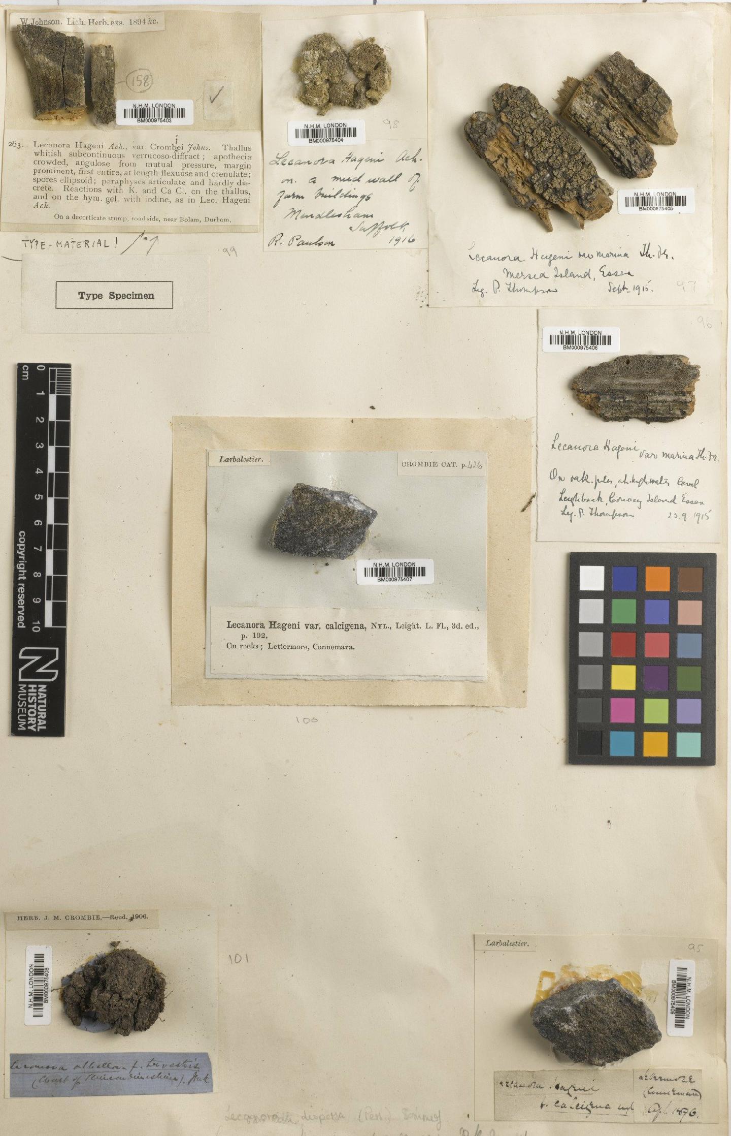 To NHMUK collection (Lecanora dispersa (Pers.) Röhl.; NHMUK:ecatalogue:2341441)