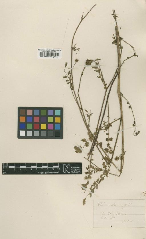 Sanguisorba minor subsp. minor - BM000037672