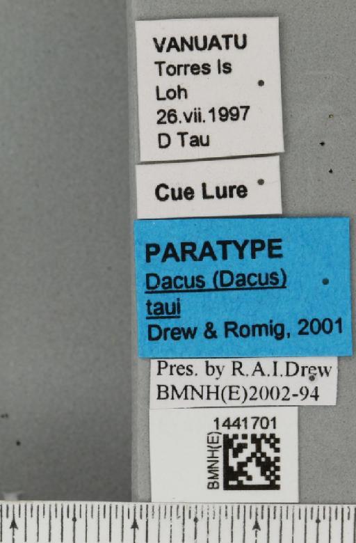 Dacus (Neodacus) taui Drew & Romig, 2001 - BMNHE_1441701_label_38356