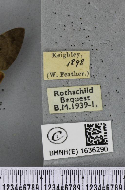 Macroglossum stellatarum (Linnaeus, 1758) - BMNHE_1636290_label_206008