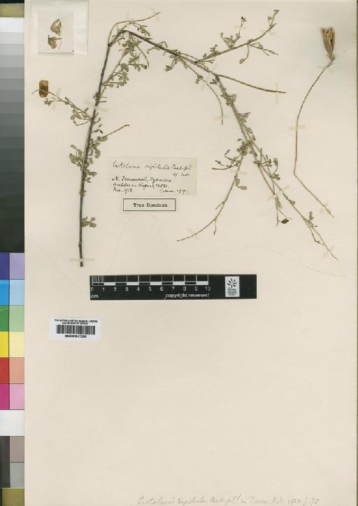 Crotalaria rigidula Baker f. - BM000843256