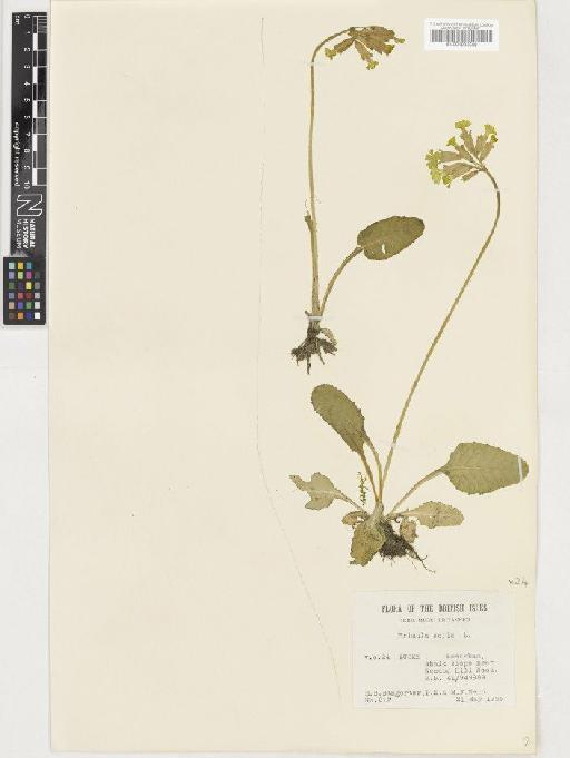 Primula veris L. - BM001036562