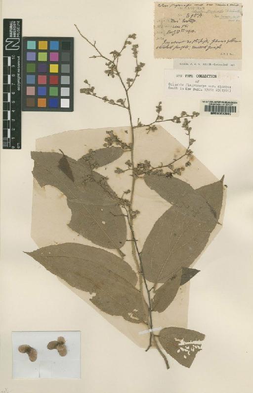 Colona flagrocarpa Craib - BM000630900