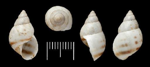 Otostomus emeus  hypozonus Martens, 1893 - Drymaeus (Mesembrinus) palpaloensis  - POSSIBLE SYNTYPES - 1901.6.22.794-795