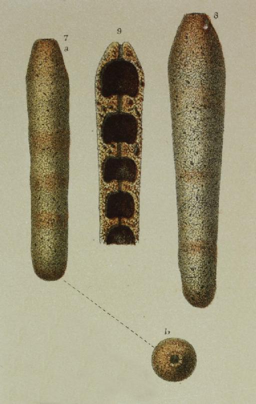 Reophax cylindrica Brady, 1884 - ZF2263_32_8-9_Loeblichopsis_cylindrica.jpg