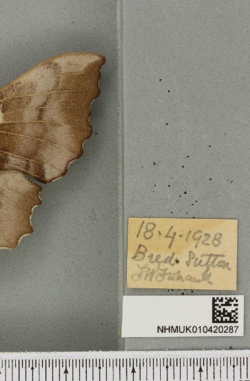 Laothoe populi populi (Linnaeus, 1758) - NHMUK_010420287_label_526319