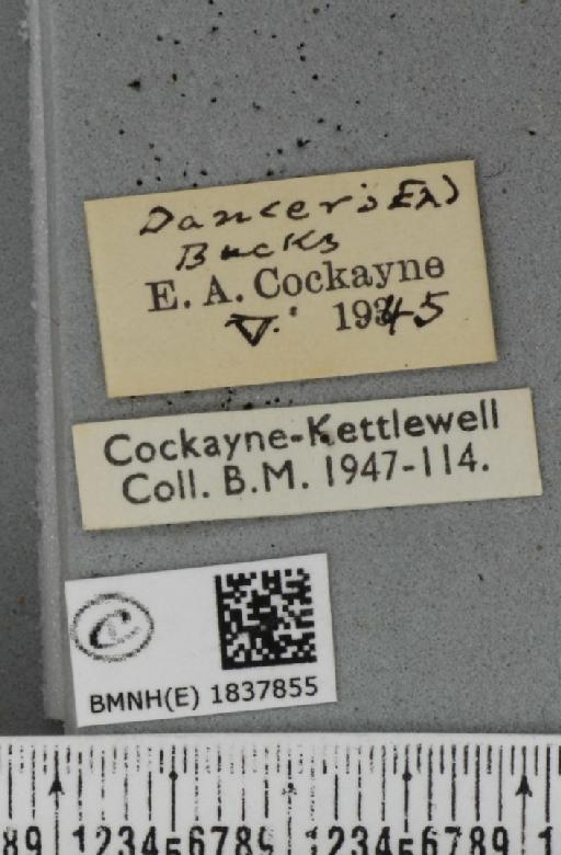 Aplocera efformata ab. tangens Hannemann, 1930 - BMNHE_1837855_label_406923