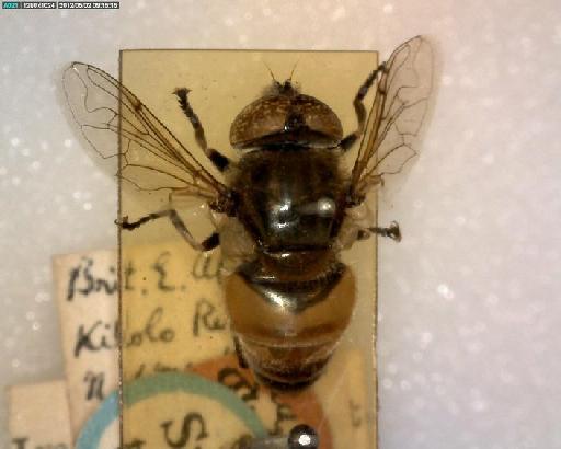 Eristalinus (Merodonoides) gymnops (Bezzi, 1915) - Eristalinus gymnops HT dorsal